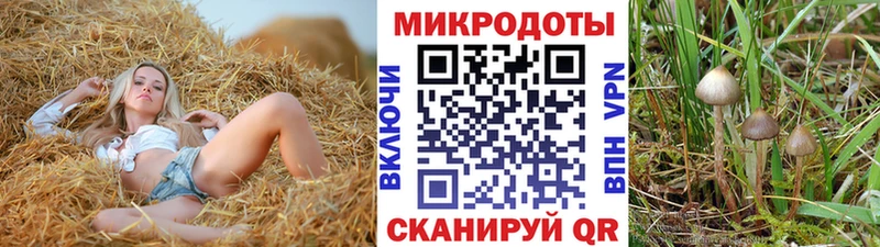 Купить где  Кызыл  Псилоцибиновые грибы Psilocybe 